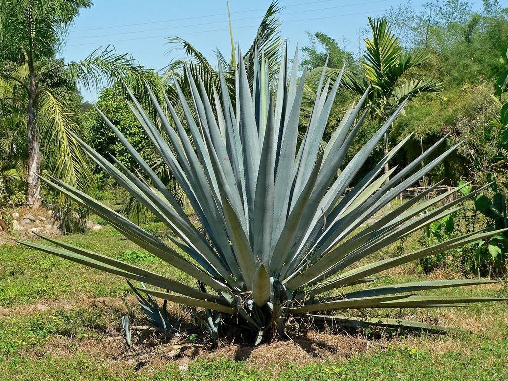 Continúa el desplome del precio del agave azul.
