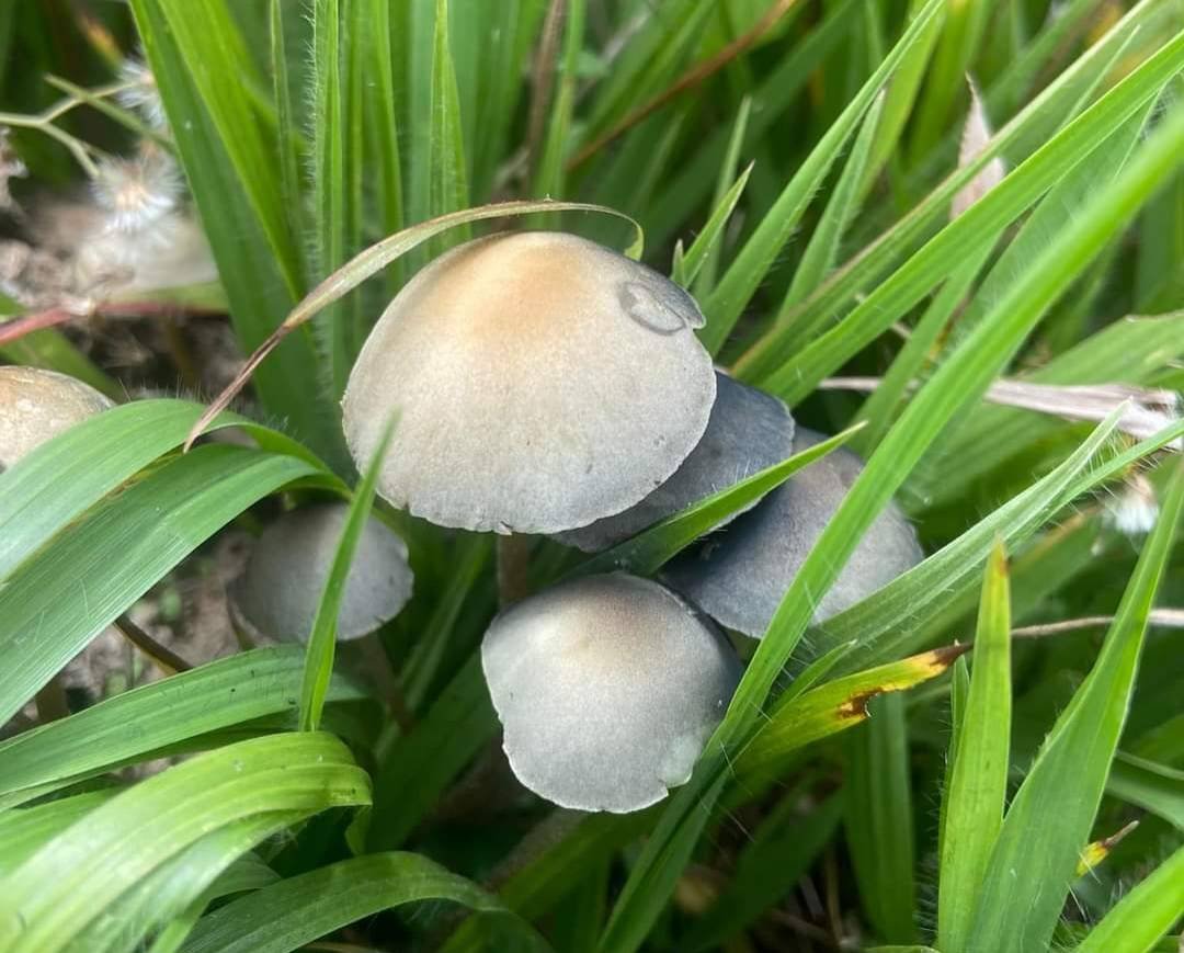 Hongos Alucinógenos: DEA Alerta por Alto Consumo y Fácil Acceso en México.