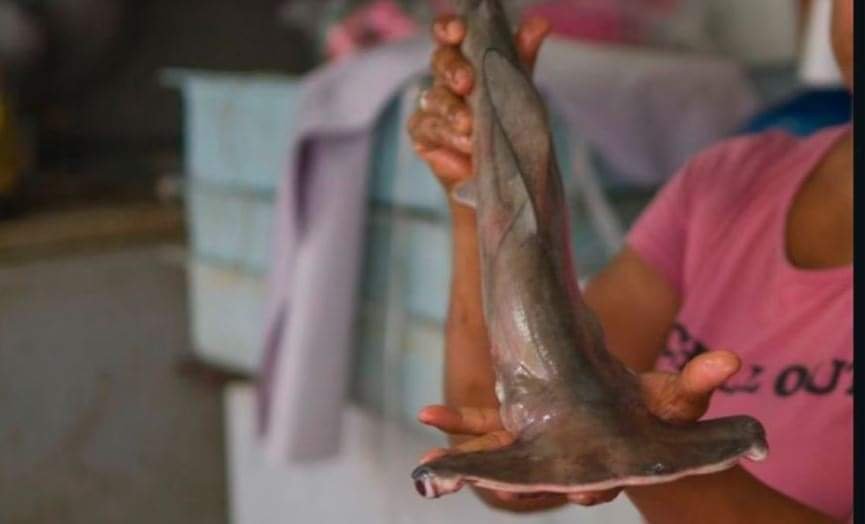Alertan por Venta de Tiburón en Lugar de Bacalao en Tiendas y Restaurantes.