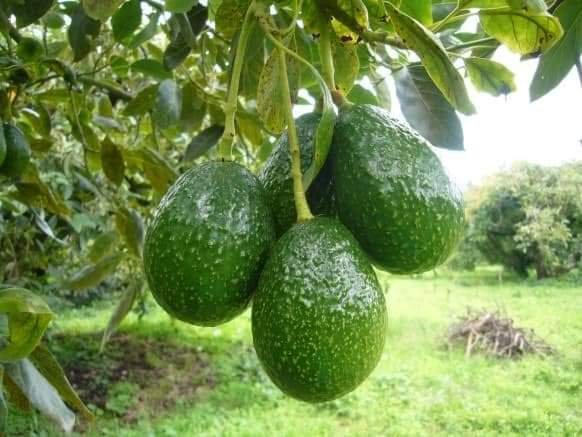 ¿Cuánto Guacamole Se Come en Estados Unidos en el Super Bowl?