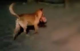 Animales comían cuerpo humano en Tehuacán.