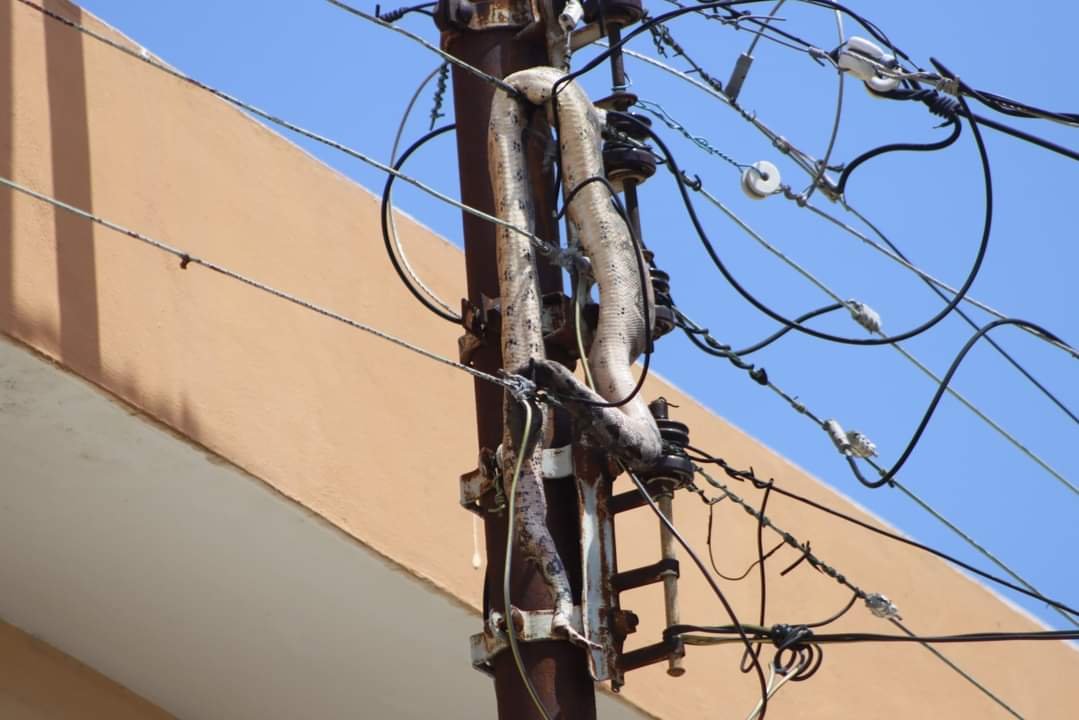 ¡Para no Creerse! Boa Provoca Apagón en Mérida.