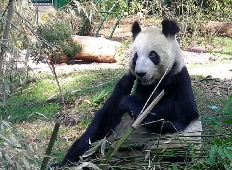 Xin Xin Cumple 35 Años y Chapultepec Celebrara a la Última Panda Gigante de Latinoamérica