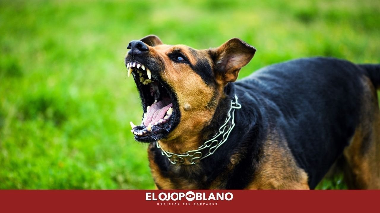 Niño atacado por sus perros muere y mamá va a la cárcel